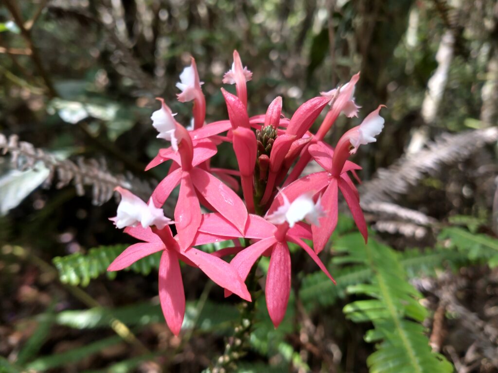 Orquídea (Epidemdrum secundum)
