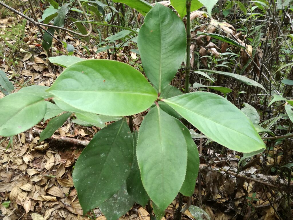 Silvo silvo (Hediosmum sp)