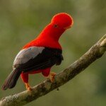 Gallito de roca - Rupicola peruvianus - Reserva Natural Jardín de Rocas