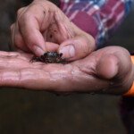Búsqueda de cangrejos de agua dulce