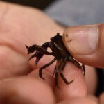 Búsqueda de cangrejos de agua dulce