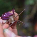 Búsqueda de cangrejos de agua dulce