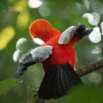 Gallito de roca - Rupicola peruvianus